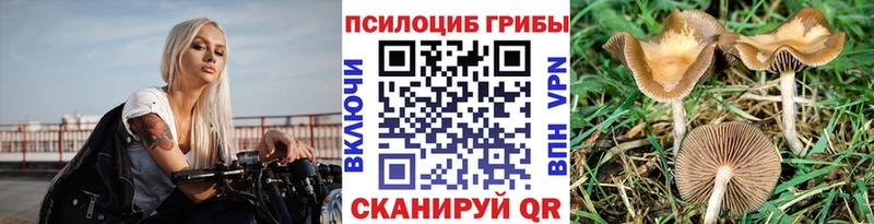 Купить закладки  Конаково  Псилоцибиновые грибы Cubensis 
